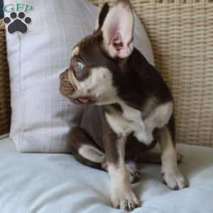 Maverick, French Bulldog Puppy